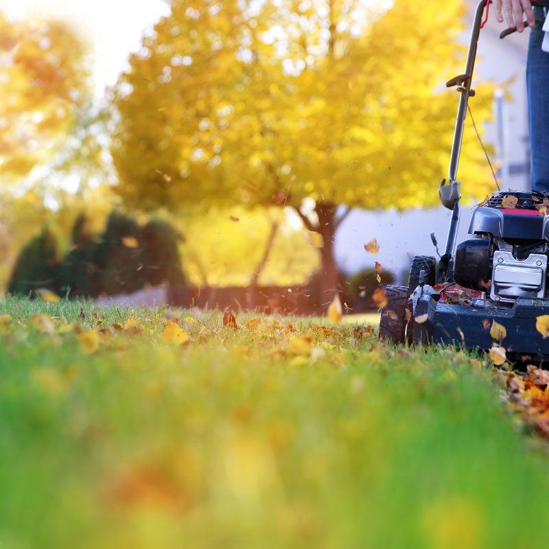 artikelbild startseite mann mäht rasen Rasenmäher schneidet Gras in einem sonnigen Herbstgarten mit fallenden Blättern.